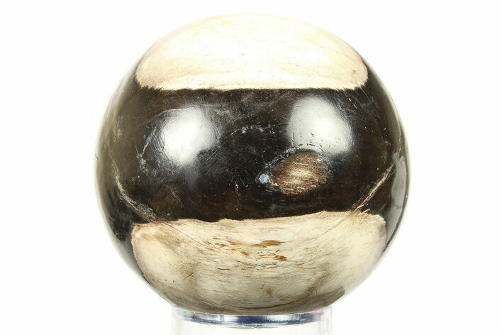 Petrified Wood (Tropical Hardwood) Sphere - Indonesia #274216